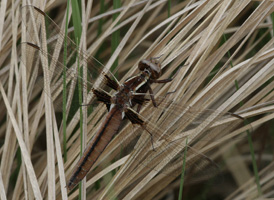 White Corporal
